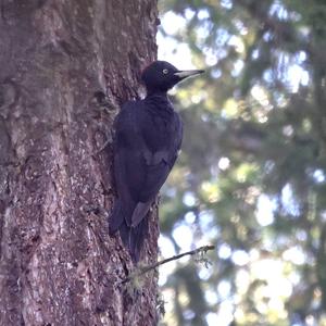 Black woodpecker