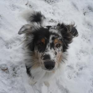 Australian Shepherd