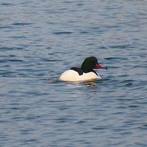 Common Merganser