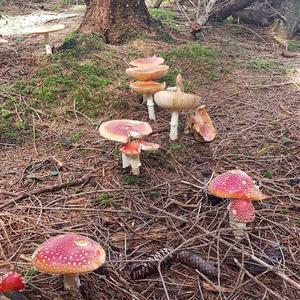 Fly Agaric