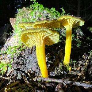 Trumpet Chanterelle