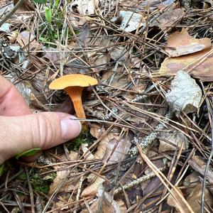 False Chanterelle