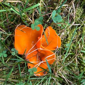 Orange Peel Fungus