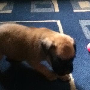 Unknown Breed