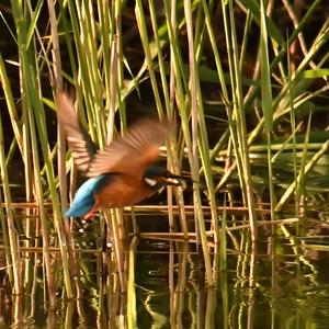 Eisvogel