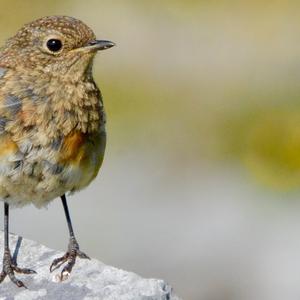 European Robin