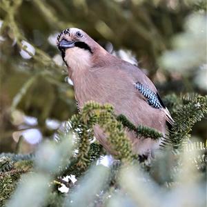 Eurasian Jay