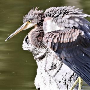 Tricoloured Heron