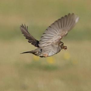 House Sparrow