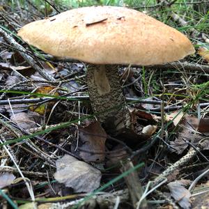 Orange Birch Bolete