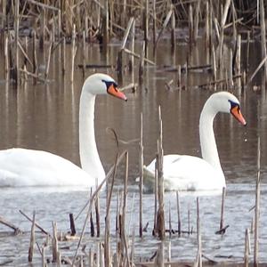 Mute Swan