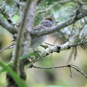 Blackcap