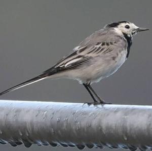 White Wagtail