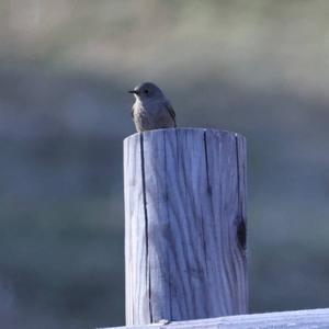 Black Redstart