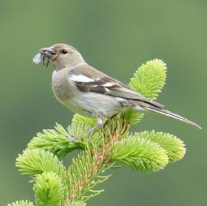 Eurasian Chaffinch