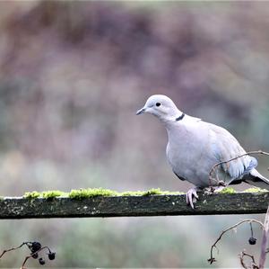 Eurasian Collared-dove