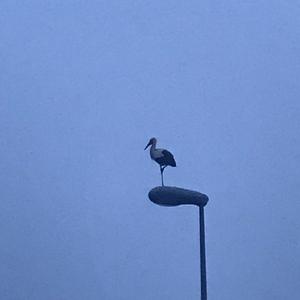 White Stork