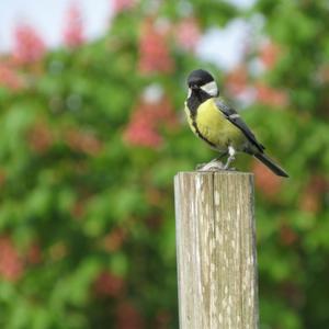 Great Tit