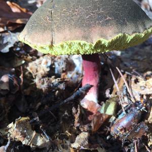 Red-cracked Bolete