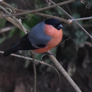 Eurasian Bullfinch