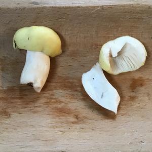 Yellow-ochre Russula