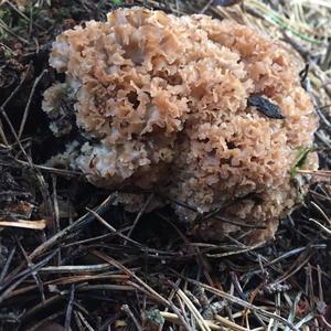 Eastern Cauliflower Mushroom