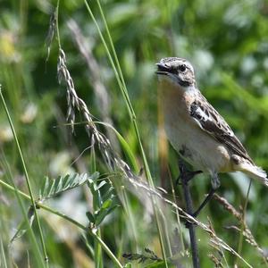 Whinchat