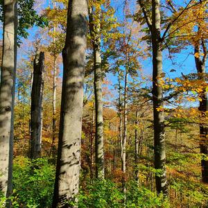 Beech (European)