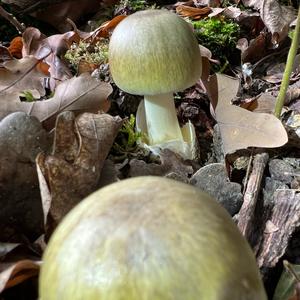 Death Cap