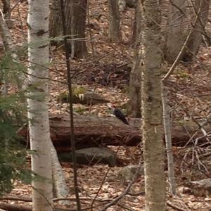 Pileated Woodpecker