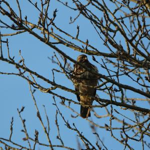 Common Buzzard