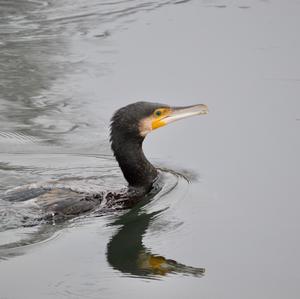 Great Cormorant