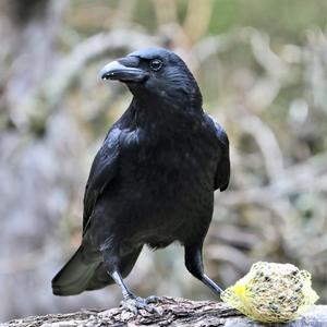 Carrion Crow