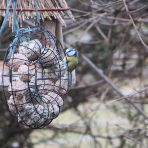 Blue Tit