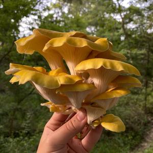 Oyster Mushroom