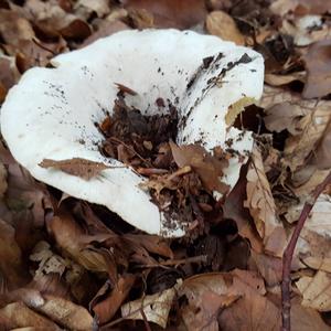 Fleecy Milk Cap