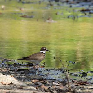 Common Ringed Plover