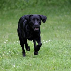 Retriever (Labrador)