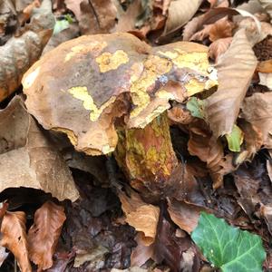 Dotted-stem Bolete