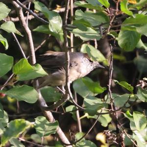 Blackcap