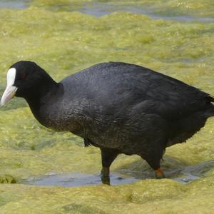 Bläßhuhn