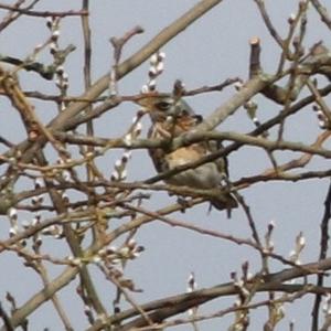 Fieldfare