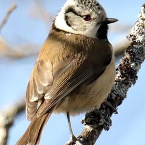 Crested Tit