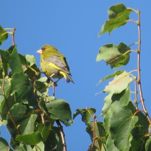 European Greenfinch