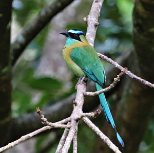 Blauscheitelmotmot