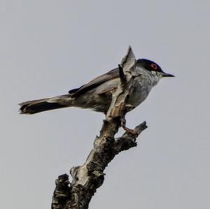 Sardinian Warbler