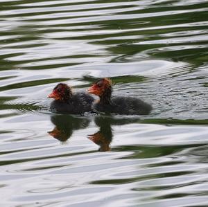 Common Coot