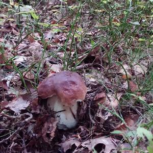 King Bolete