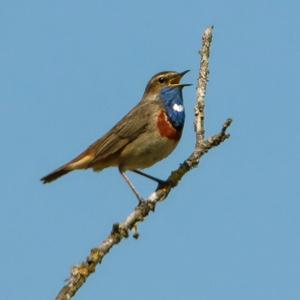 Bluethroat