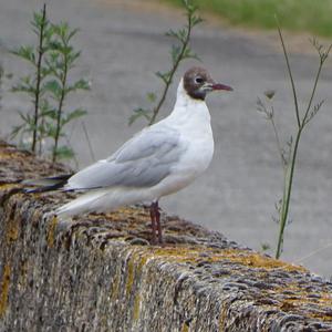 Black-headed Gull